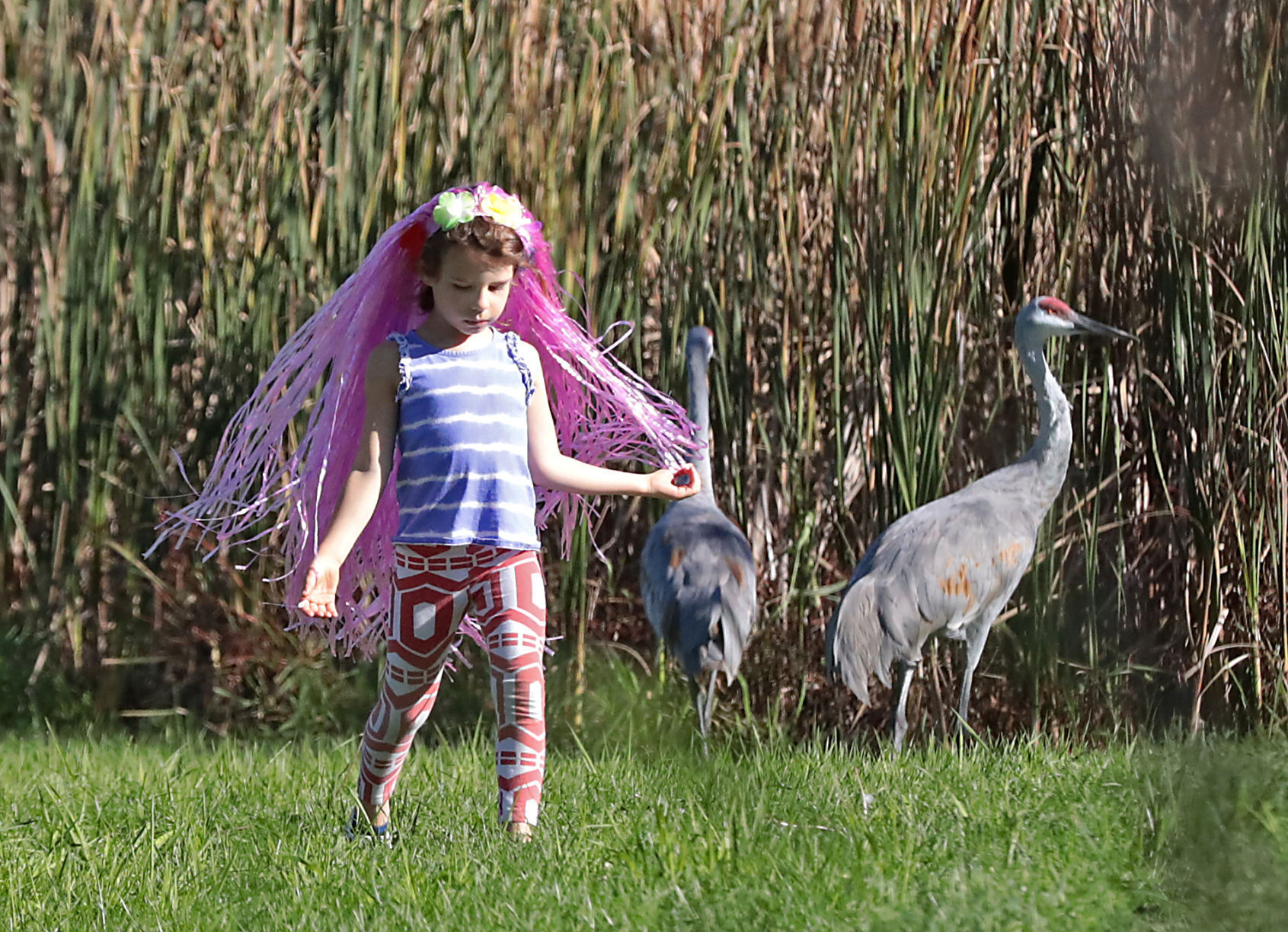 FREE AS A BIRD
